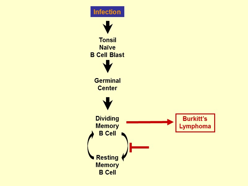 Infection Resting Memory B Cell Tonsil Naïve B Cell Blast Germinal Center Dividing Memory